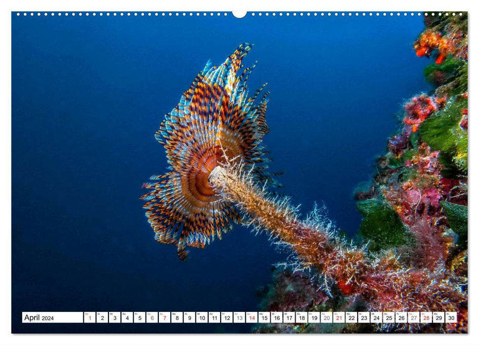 Diving in the Mediterranean (CALVENDO wall calendar 2024) 