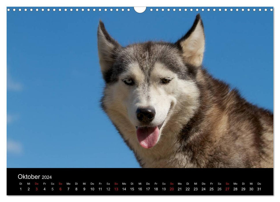 Huskies (CALVENDO wall calendar 2024) 