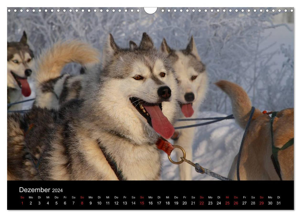 Huskys (CALVENDO Wandkalender 2024)