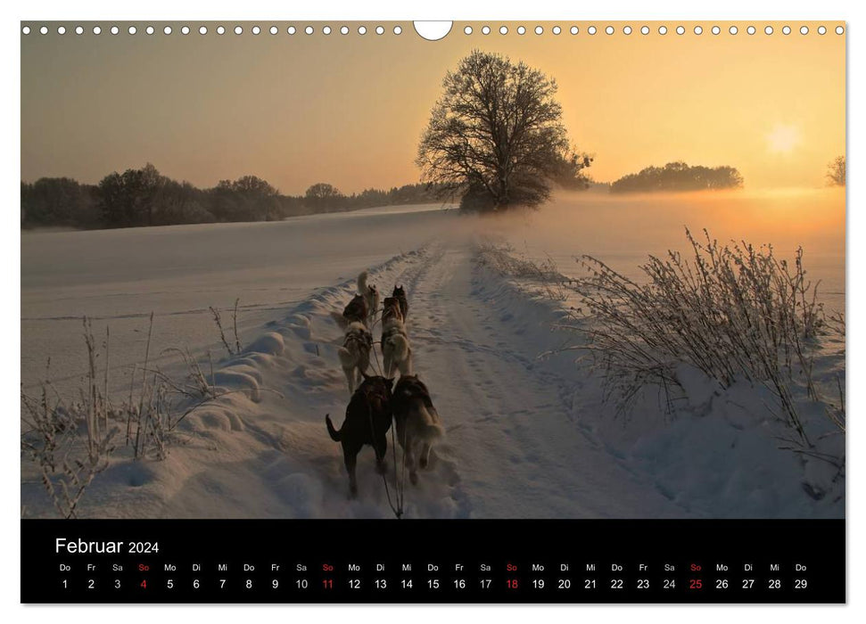 Huskies (CALVENDO wall calendar 2024) 