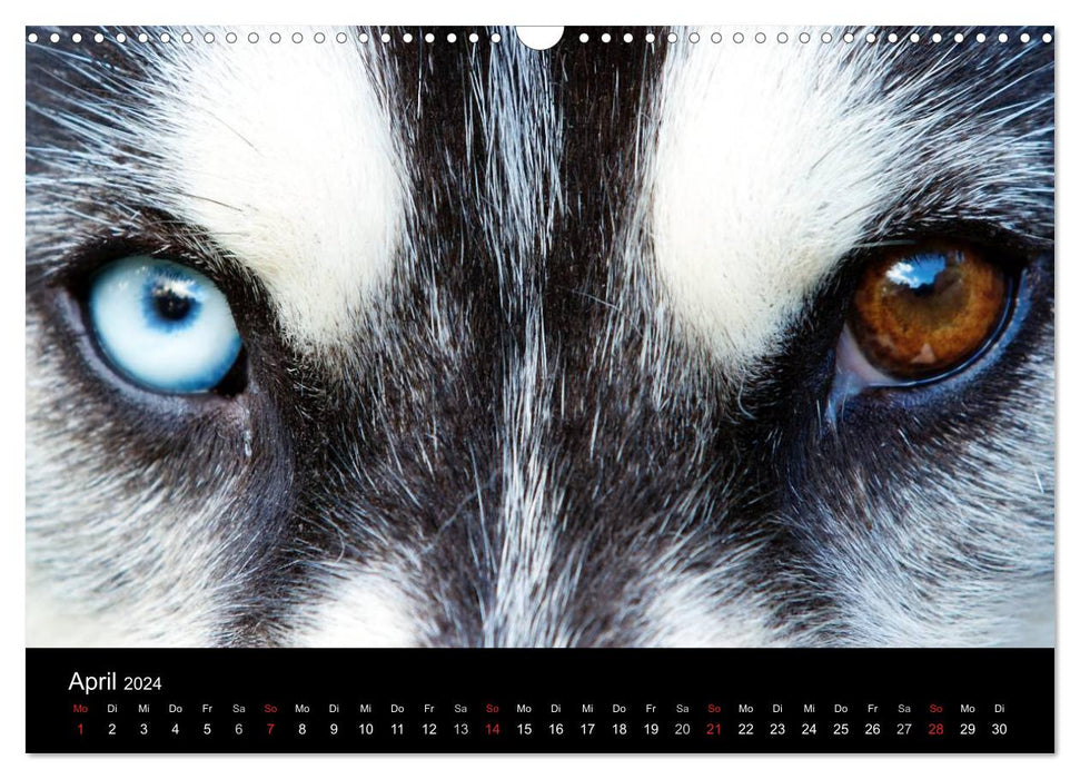 Huskys (CALVENDO Wandkalender 2024)