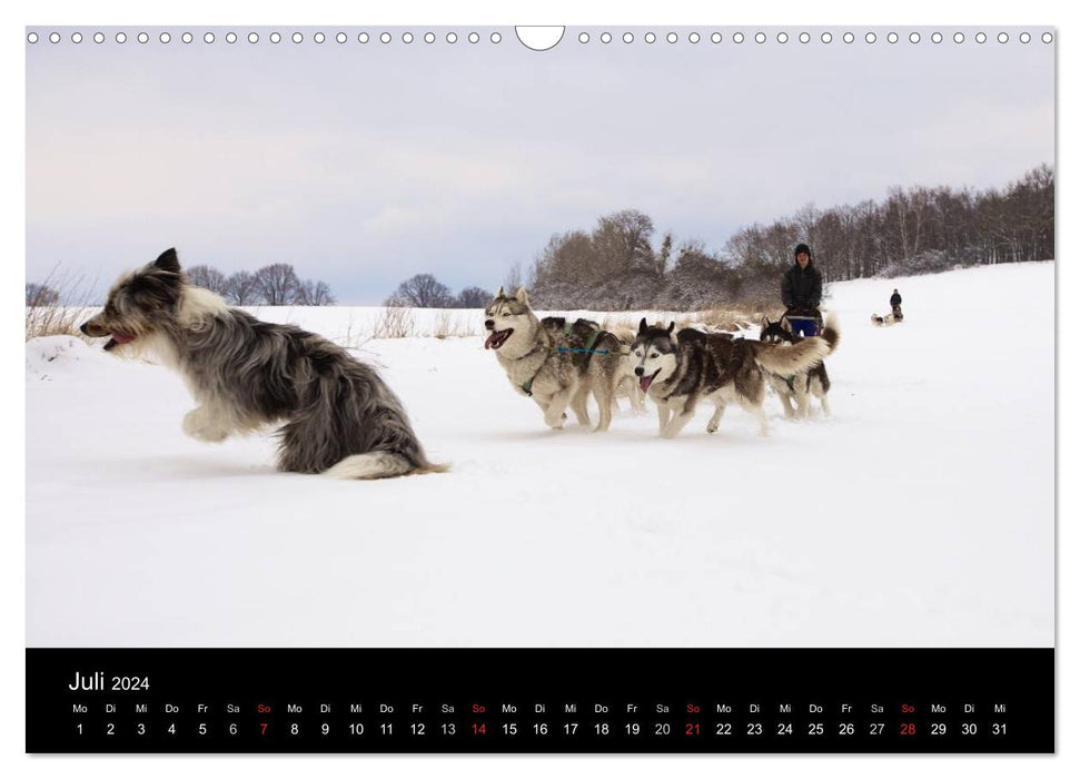 Huskys (CALVENDO Wandkalender 2024)