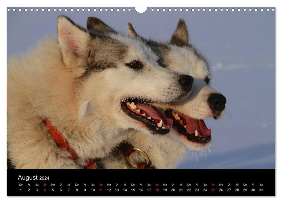 Huskies (CALVENDO wall calendar 2024) 