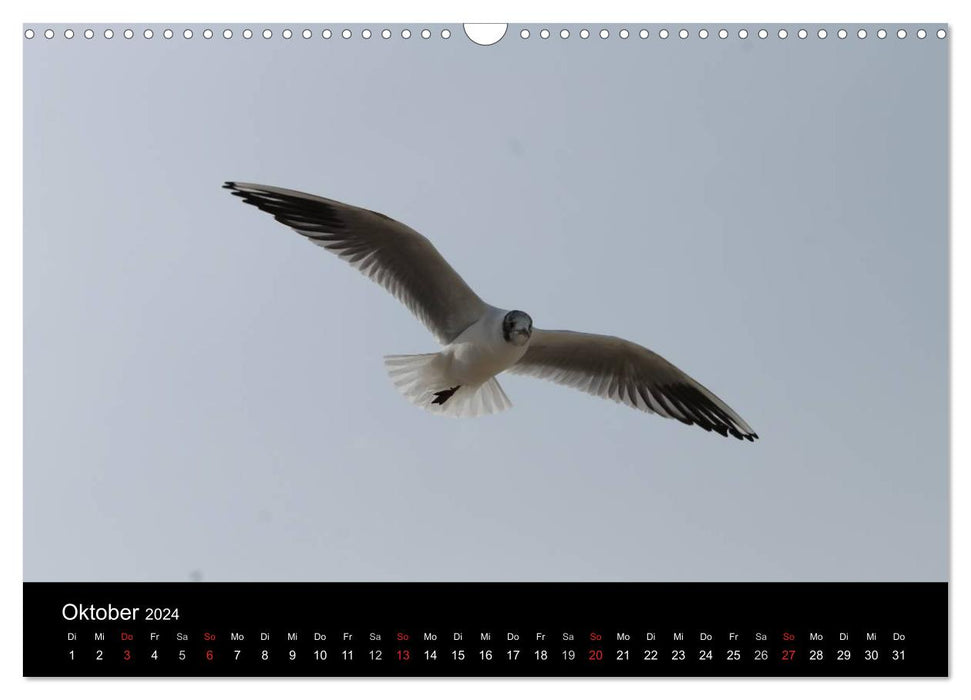 Sylt 2024 (CALVENDO wall calendar 2024) 