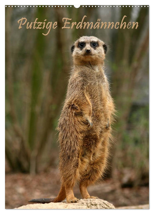 Suricate / planificateur de rendez-vous (calendrier mural CALVENDO 2024) 