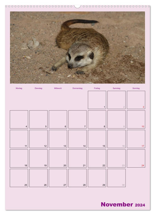 Suricate / planificateur de rendez-vous (calendrier mural CALVENDO 2024) 