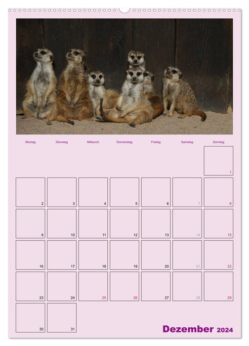 Suricate / planificateur de rendez-vous (calendrier mural CALVENDO 2024) 