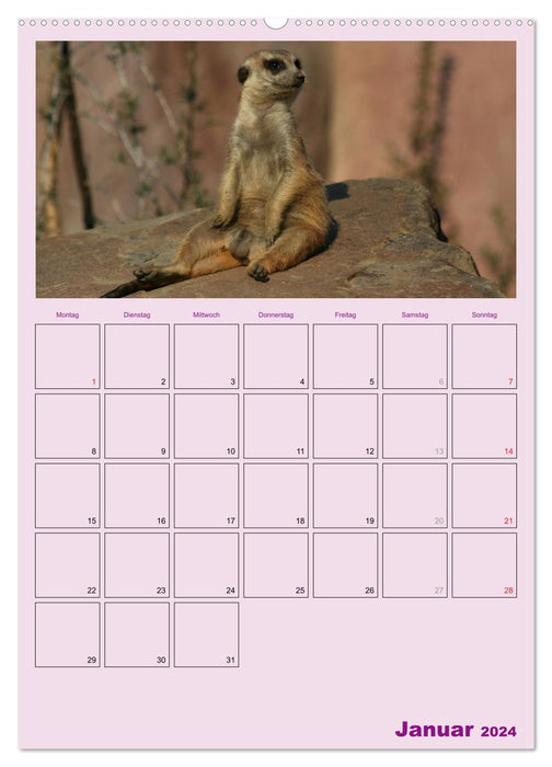 Suricate / planificateur de rendez-vous (calendrier mural CALVENDO 2024) 