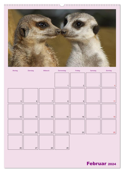 Suricate / planificateur de rendez-vous (calendrier mural CALVENDO 2024) 