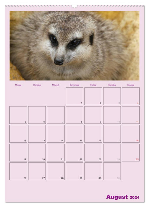 Suricate / planificateur de rendez-vous (calendrier mural CALVENDO 2024) 