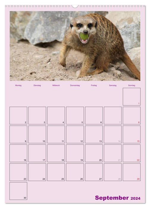 Suricate / planificateur de rendez-vous (calendrier mural CALVENDO 2024) 