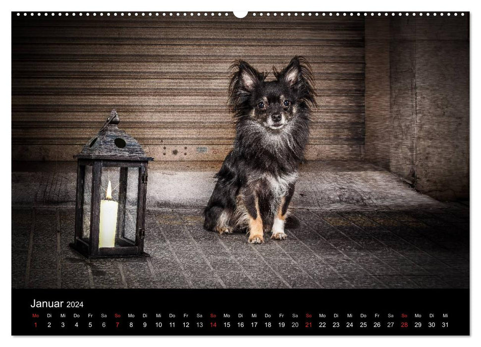 Chihuahuas - Cool and Cute (CALVENDO wall calendar 2024) 