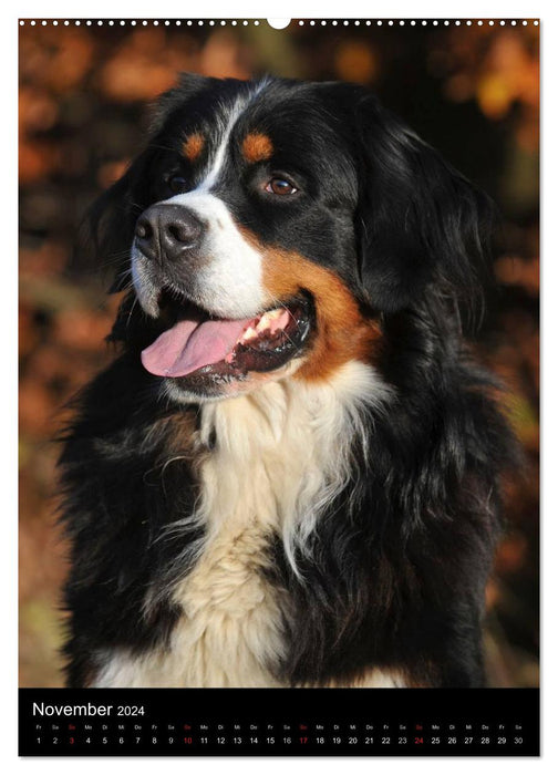 Berner Sennenhund 2024 (CALVENDO Premium Wandkalender 2024)