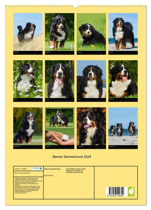 Bernese Mountain Dog 2024 (CALVENDO Premium Wall Calendar 2024) 