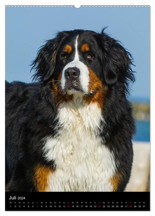 Bernese Mountain Dog 2024 (CALVENDO Premium Wall Calendar 2024) 