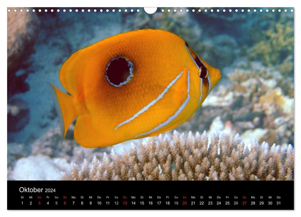 Maldives - diving paradise in the Indian Ocean (CALVENDO wall calendar 2024) 