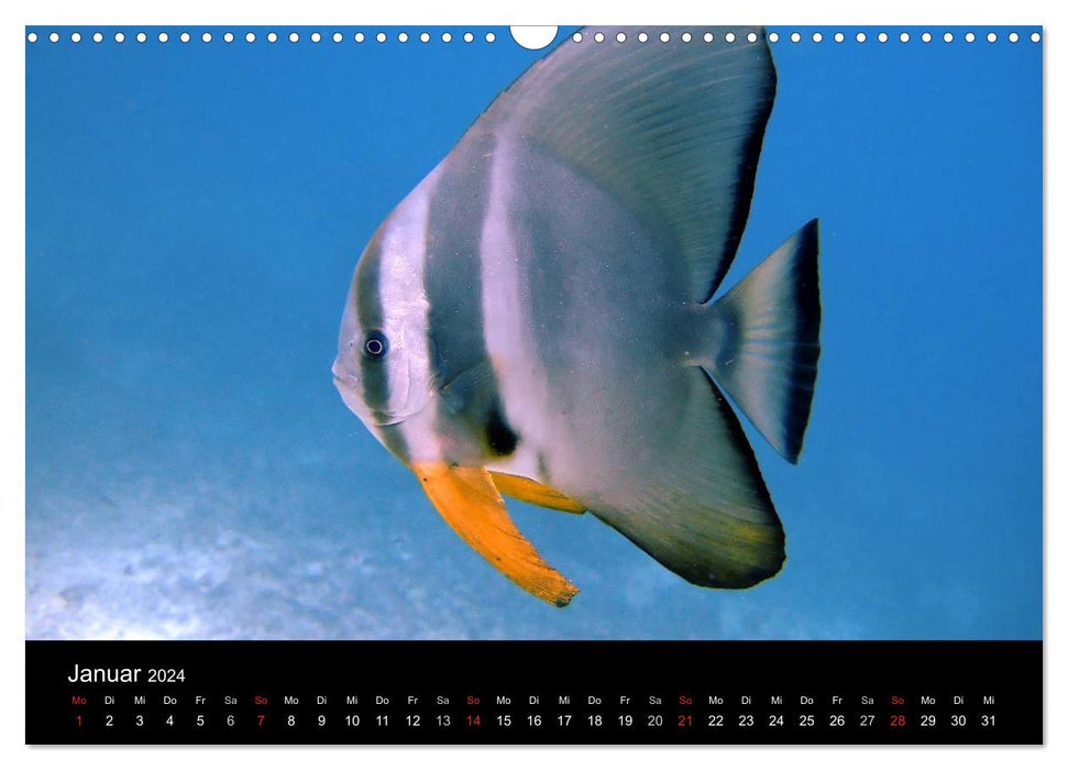 Maldives - diving paradise in the Indian Ocean (CALVENDO wall calendar 2024) 