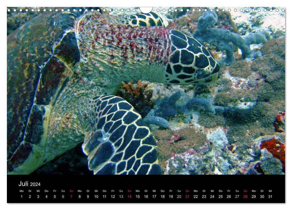 Maldives - diving paradise in the Indian Ocean (CALVENDO wall calendar 2024) 