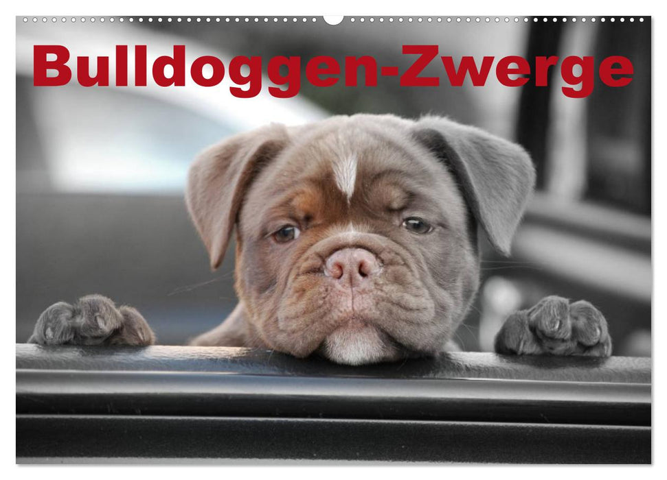 Nains Bulldog (Calendrier mural CALVENDO 2024) 