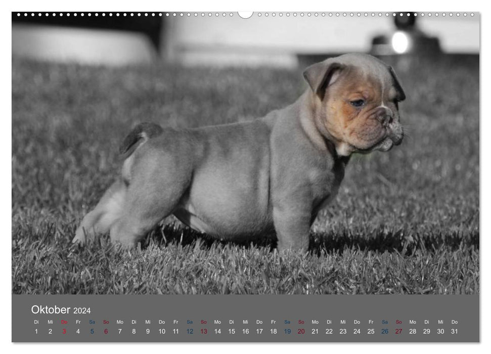 Bulldoggen-Zwerge (CALVENDO Wandkalender 2024)