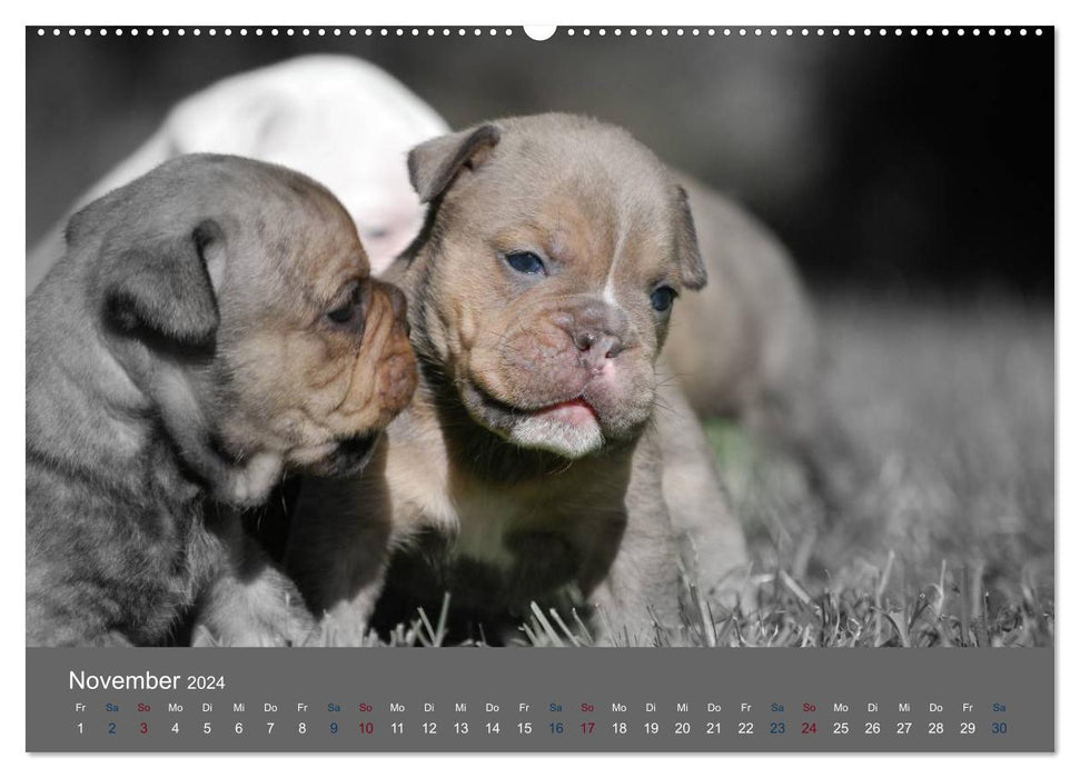 Bulldog Dwarves (CALVENDO Wall Calendar 2024) 