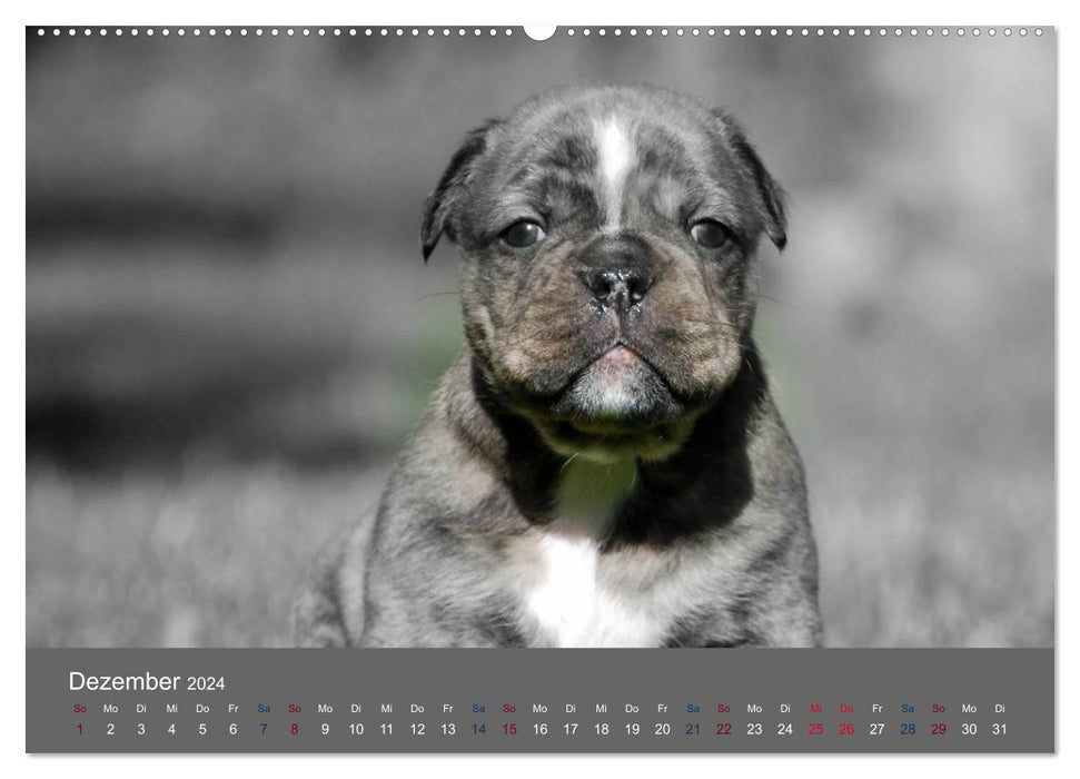 Bulldog Dwarves (CALVENDO Wall Calendar 2024) 