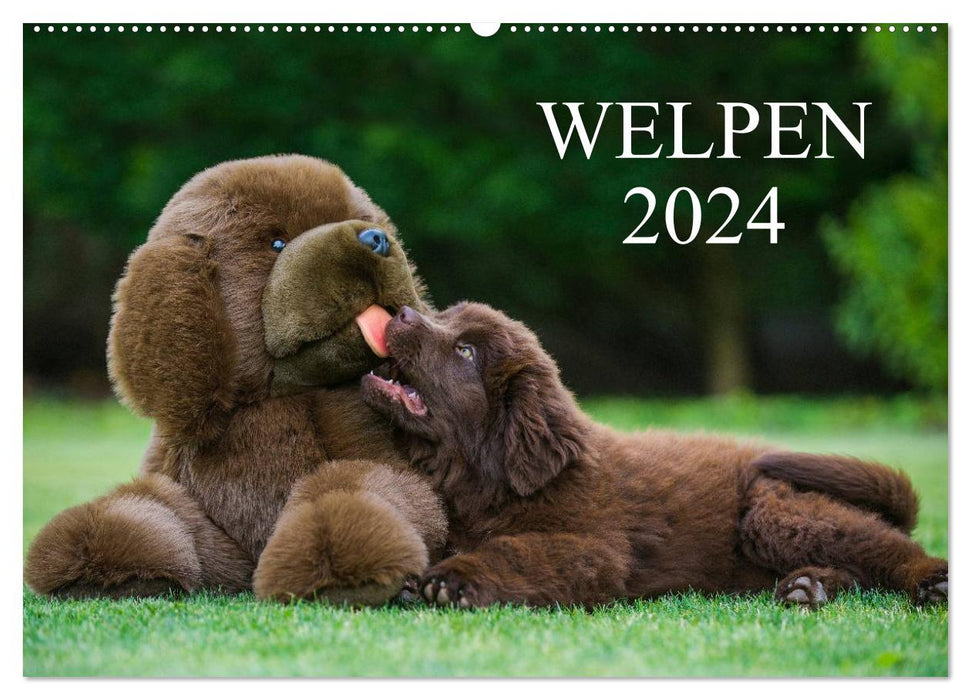 Welpen 2024 (CALVENDO Wandkalender 2024)