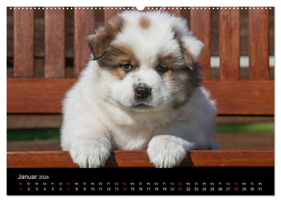 Puppies 2024 (CALVENDO wall calendar 2024) 