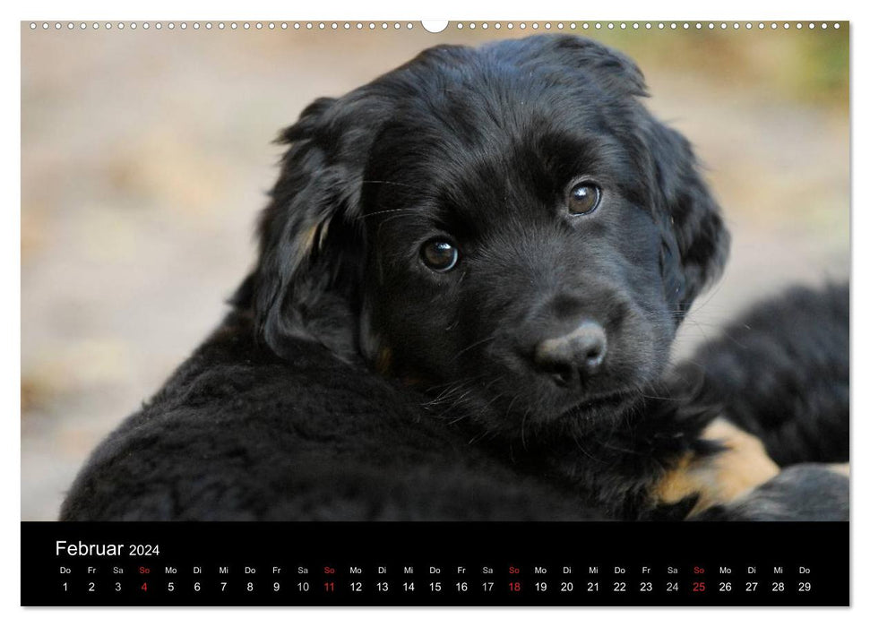 Puppies 2024 (CALVENDO wall calendar 2024) 