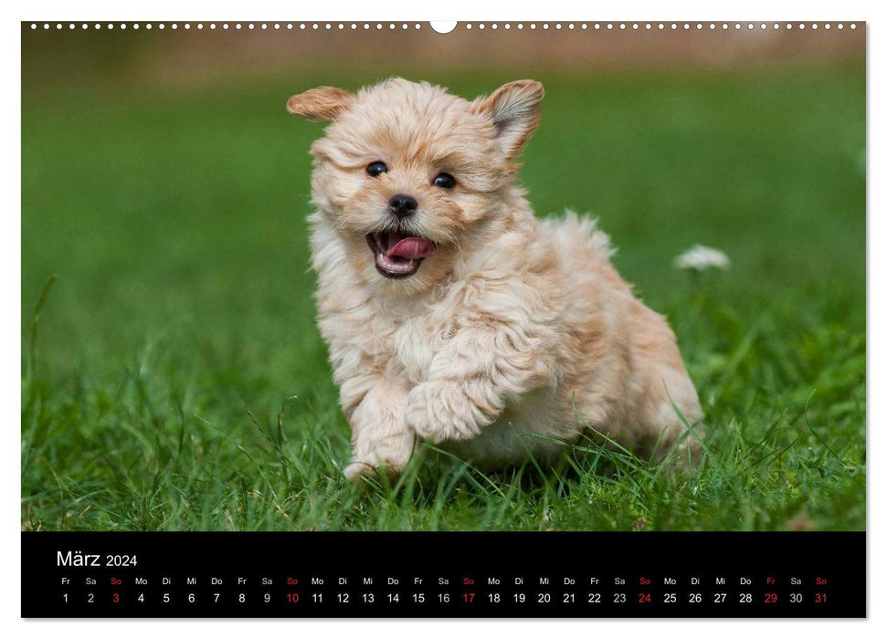 Puppies 2024 (CALVENDO wall calendar 2024) 