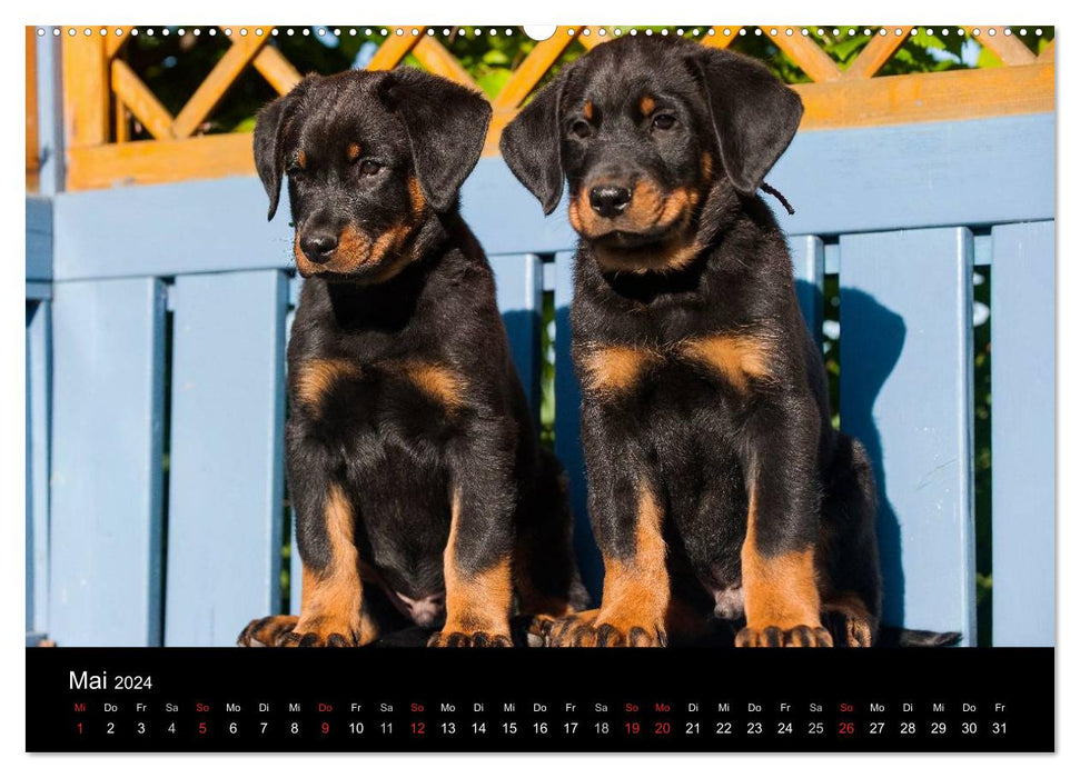 Puppies 2024 (CALVENDO wall calendar 2024) 