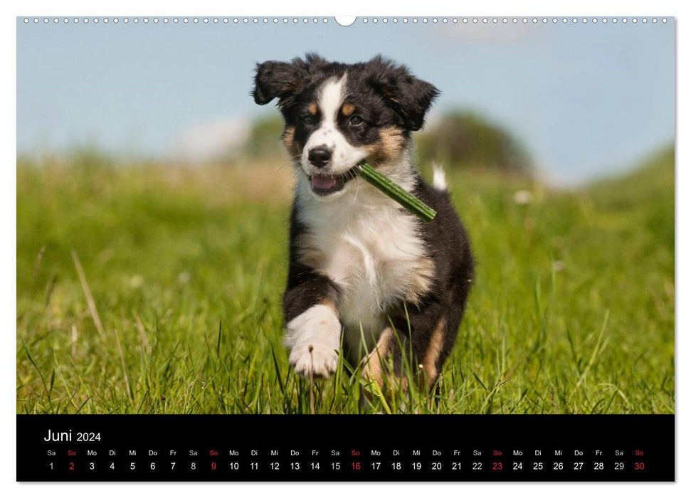 Puppies 2024 (CALVENDO wall calendar 2024) 