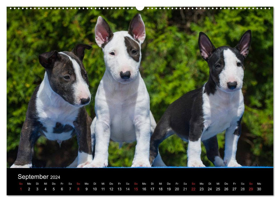 Chiots 2024 (Calendrier mural CALVENDO 2024) 