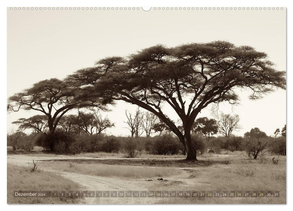 Botswana – Impressions from Africa (CALVENDO wall calendar 2024) 