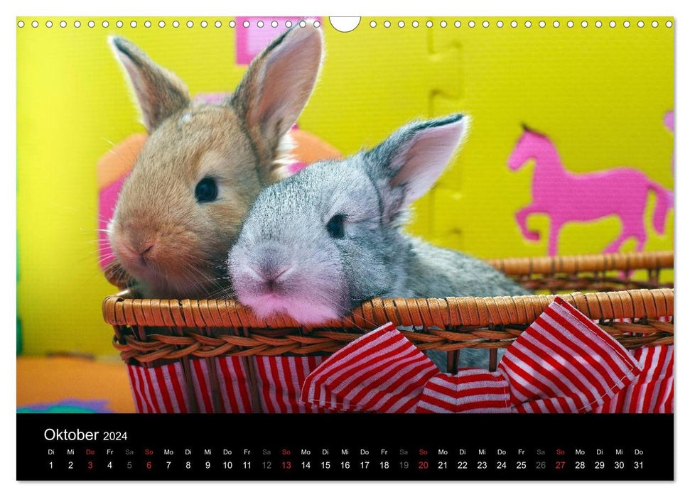 Funny rabbits (CALVENDO wall calendar 2024) 