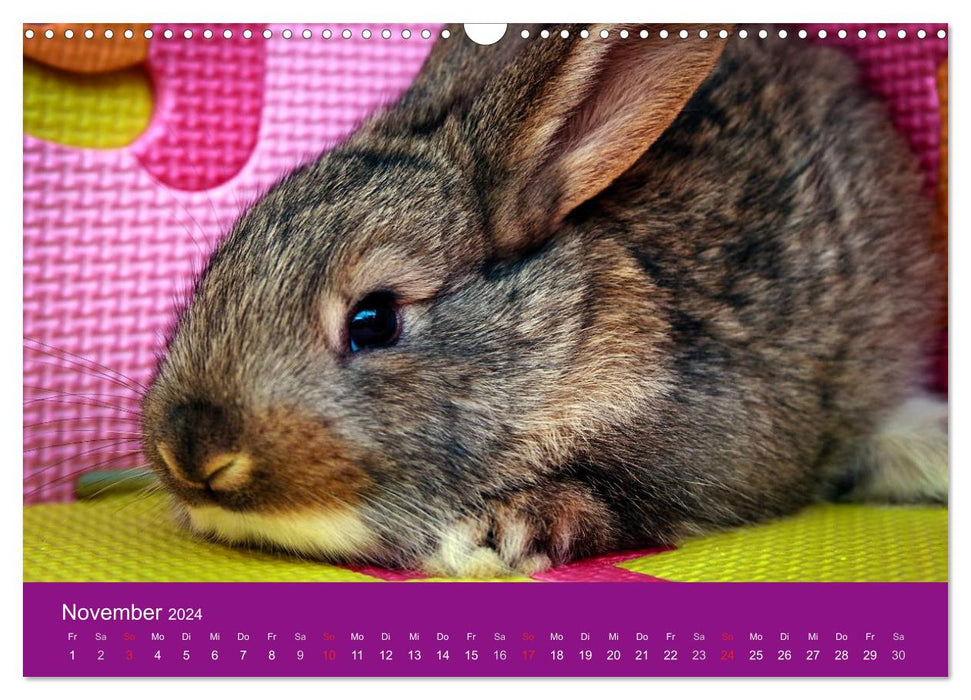 Lustige Kaninchen (CALVENDO Wandkalender 2024)