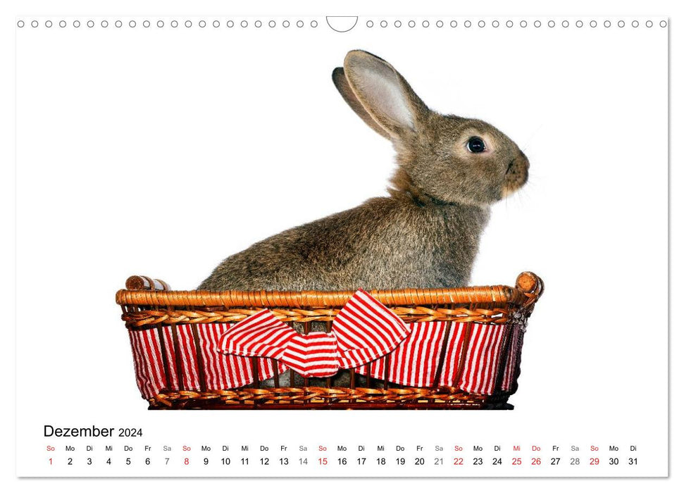 Funny rabbits (CALVENDO wall calendar 2024) 