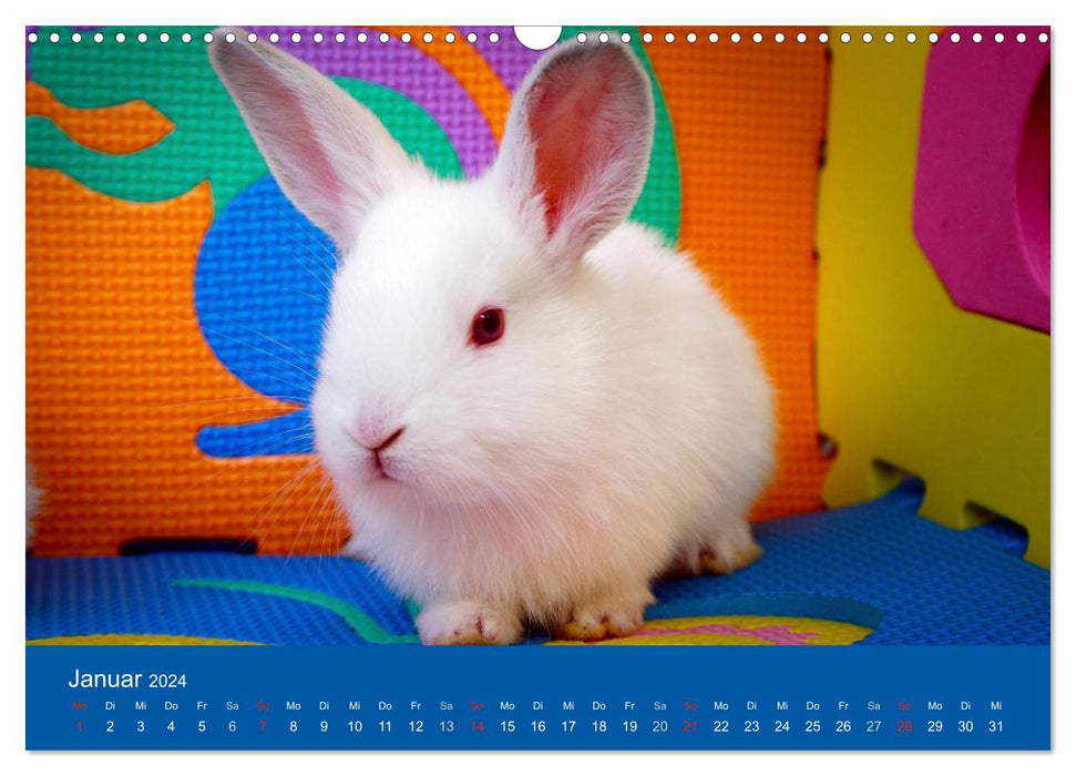 Funny rabbits (CALVENDO wall calendar 2024) 