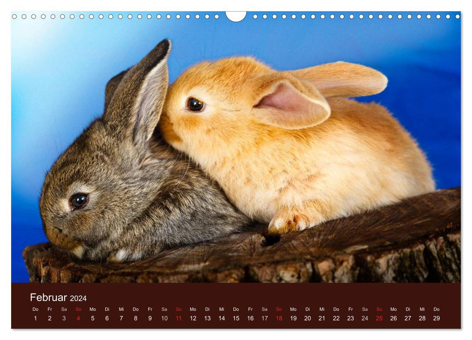 Funny rabbits (CALVENDO wall calendar 2024) 