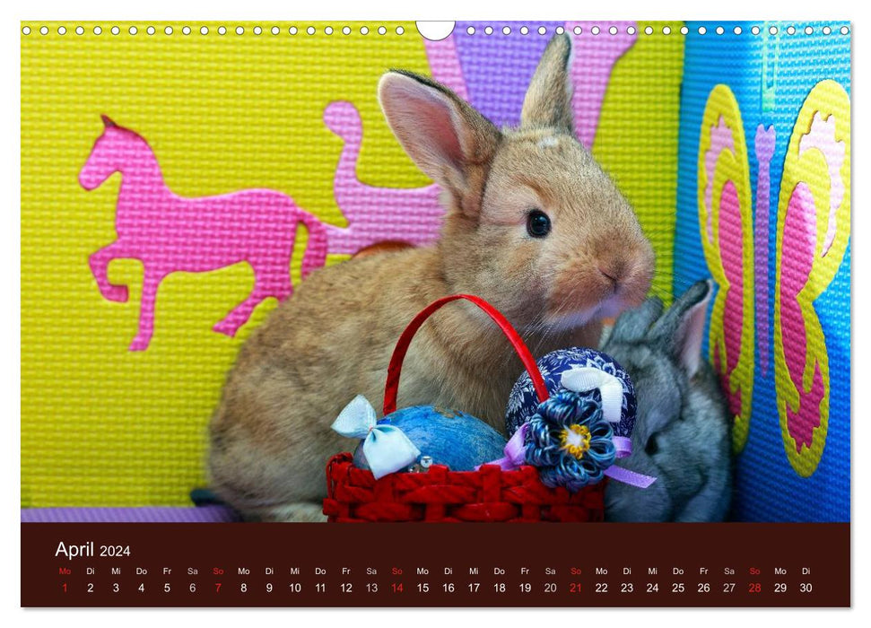 Funny rabbits (CALVENDO wall calendar 2024) 