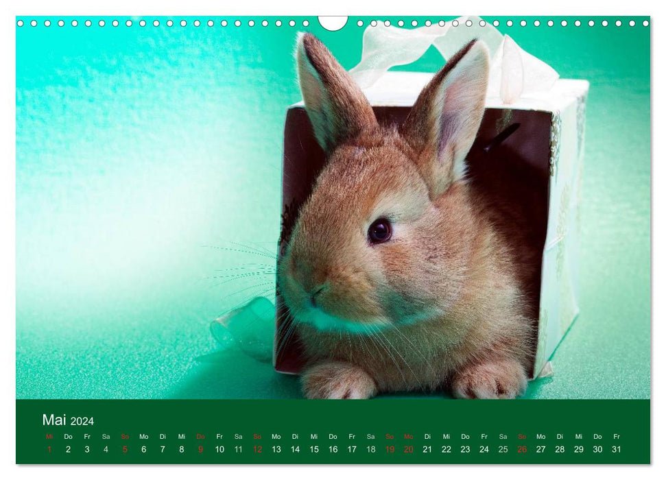 Funny rabbits (CALVENDO wall calendar 2024) 