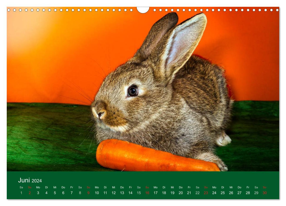 Lustige Kaninchen (CALVENDO Wandkalender 2024)