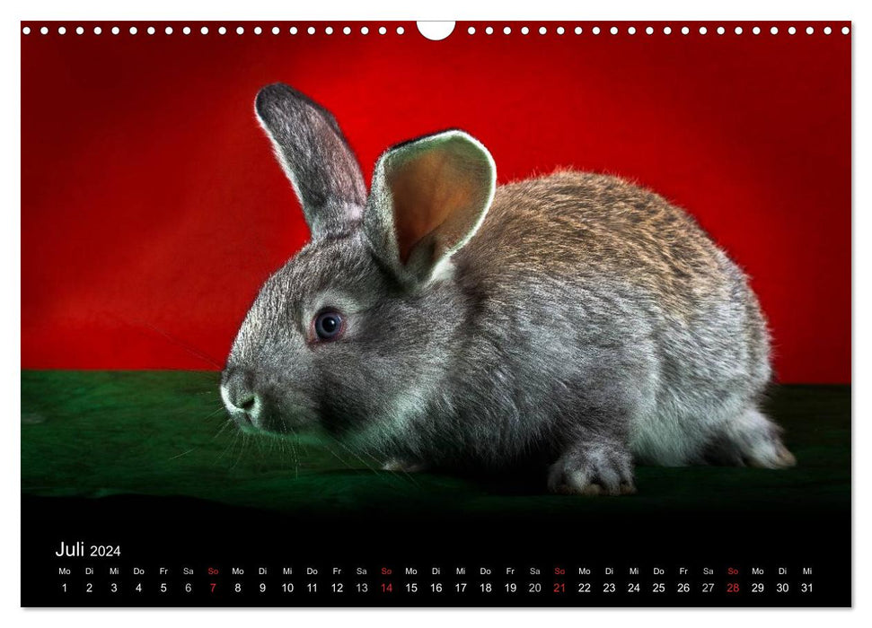 Lapins rigolos (Calendrier mural CALVENDO 2024) 