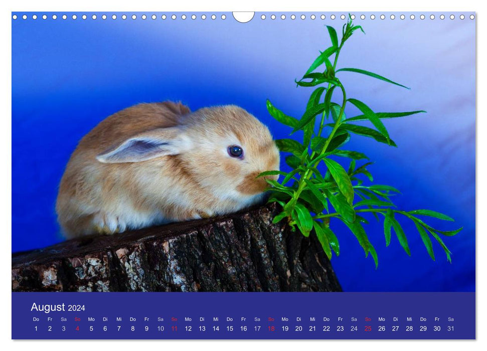 Lustige Kaninchen (CALVENDO Wandkalender 2024)