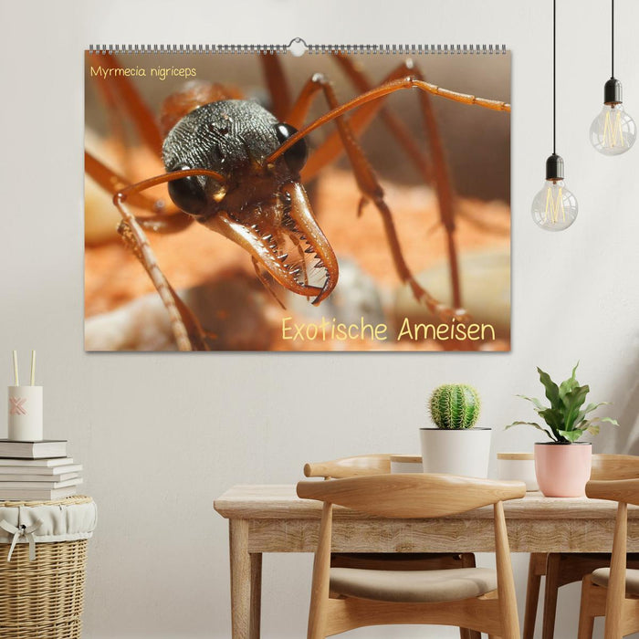 Exotische Ameisen (CALVENDO Wandkalender 2024)
