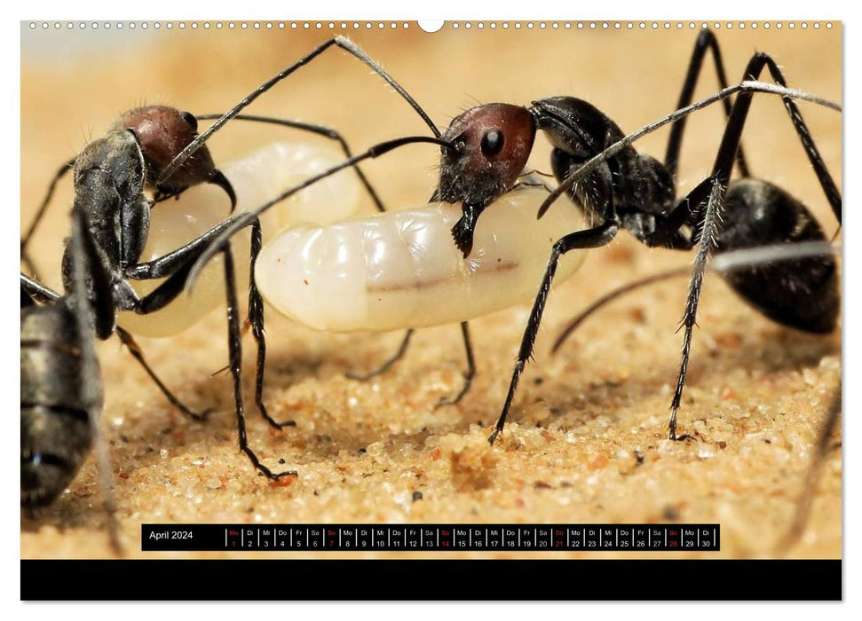 Exotic ants (CALVENDO wall calendar 2024) 