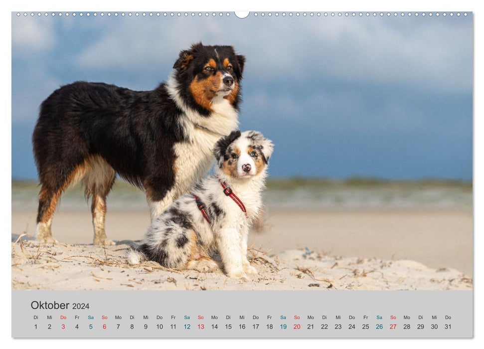 Traveling with Aussies - The colorful world of Australian Shepherds (CALVENDO Premium Wall Calendar 2024) 