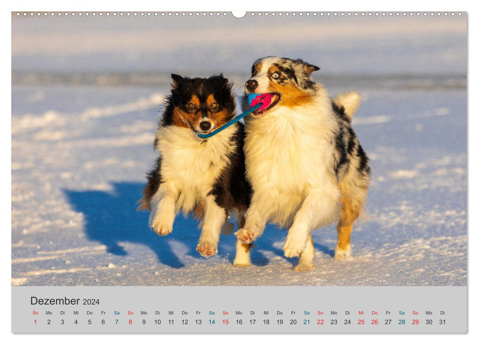 Traveling with Aussies - The colorful world of Australian Shepherds (CALVENDO Premium Wall Calendar 2024) 