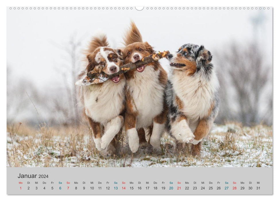 Traveling with Aussies - The colorful world of Australian Shepherds (CALVENDO Premium Wall Calendar 2024) 