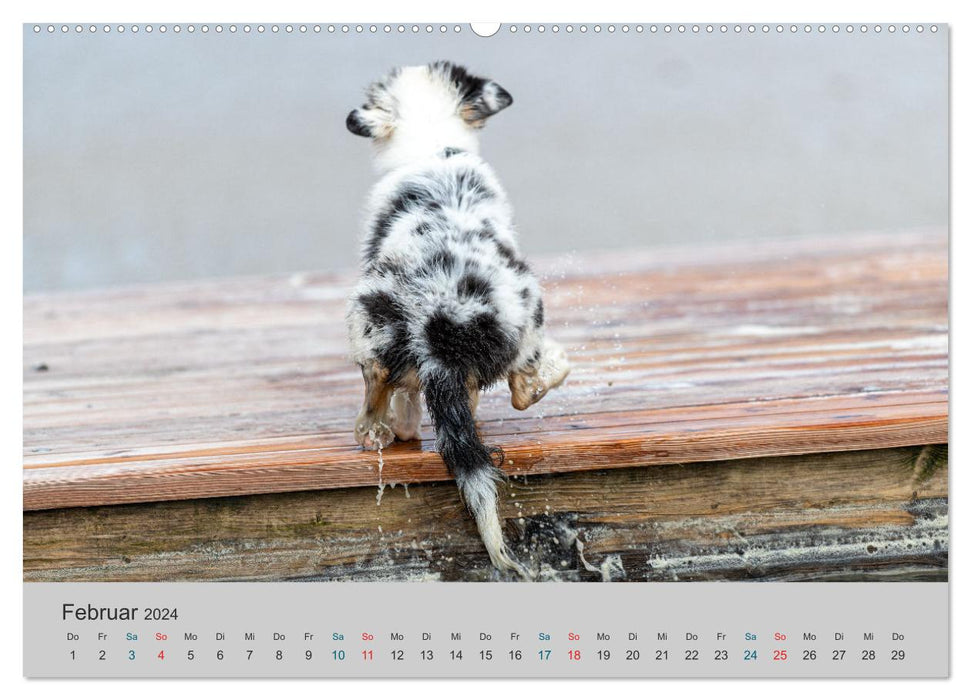 Mit Aussies unterwegs - Die bunte Welt der Australian Shepherds (CALVENDO Premium Wandkalender 2024)